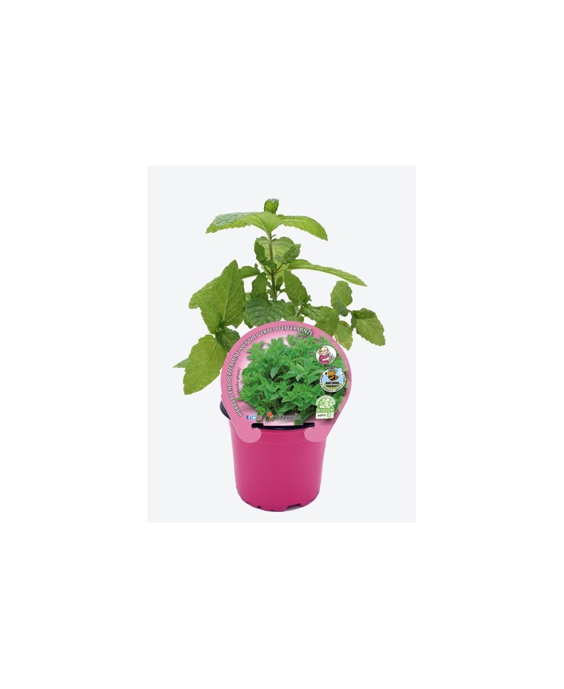 Planta Menta M10.5 | Mentha spicata Aromática en Maceta 10.5 cm | Endanea Garden

