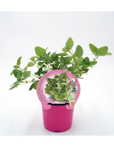 Orégano Planta Perenne  Sabor y Aroma Fresco | Endanea Garden

