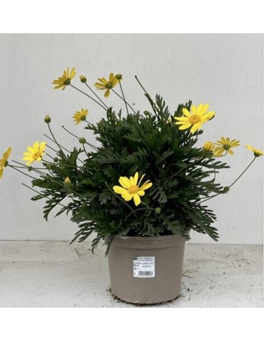 Euryops (Euryops pectinatus) | Planta Perenne con Flores Amarillas | Endanea Garden

