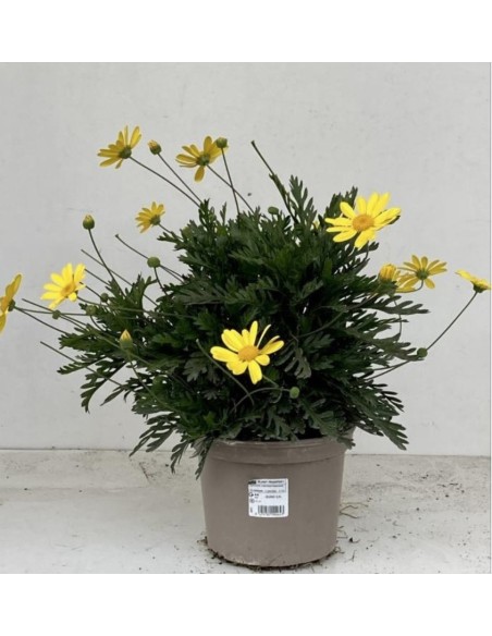 Euryops (Euryops pectinatus) | Planta Perenne con Flores Amarillas | Endanea Garden

