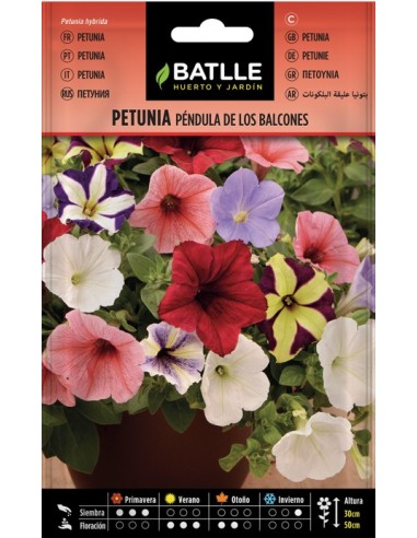 Semillas Petunia Péndula Balcones  Flores en Cascada para Jardín y Terraza | Endanea Garden

