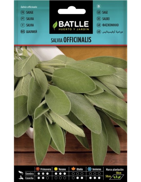 Semillas de Salvia Oficinalis  Aromática y Medicinal | Endanea Garden

