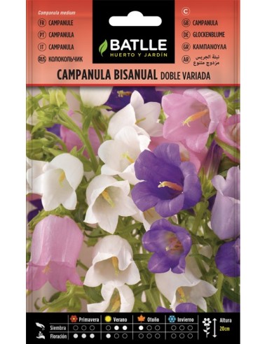 Semillas Campanula Bianual Doble  Flores Dobles Duraderas | Endanea Garden

