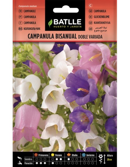 Semillas Campanula Bianual Doble  Flores Dobles Duraderas | Endanea Garden

