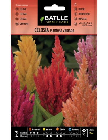 Semilla Celosia Plumosa Variada  Flores Vibrantes y Coloridas | Endanea Garden

