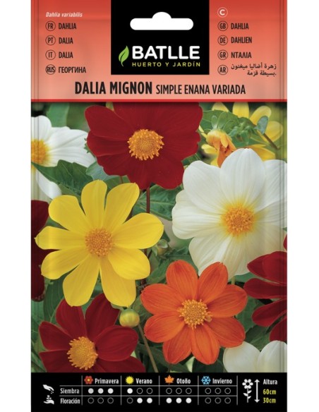 Semilla Dalia Mignon Simple  Flores Compactas y Coloridas | Endanea Garden

