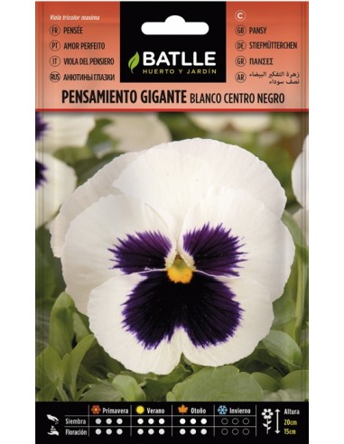 Semilla Pensamiento Blanco Negro  Flores Elegantes Bicolor | Endanea Garden

