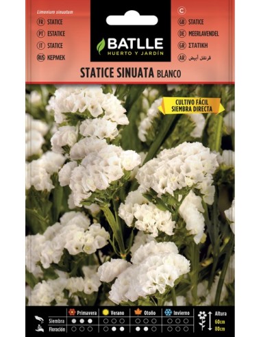 Semilla Statice Blanco  Flores Perenne de Bajo Mantenimiento | Endanea Garden

