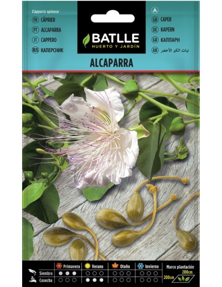 Semilla de Alcaparra Capparis Spinosa | Cultivo Fácil y Decorativo  Endanea Garden

