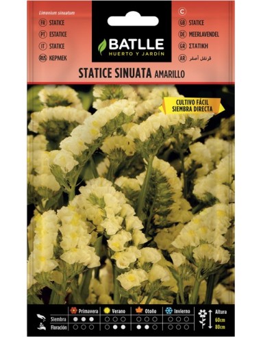 Semilla Statice Amarillo  Flores Duraderas y Resistentes | Endanea Garden

