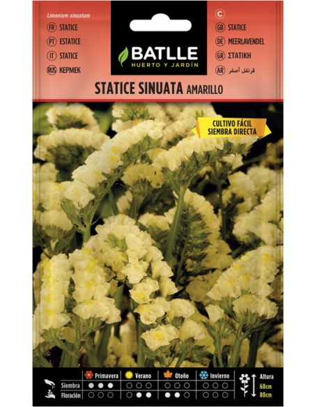 Semilla Statice Amarillo  Flores Duraderas y Resistentes | Endanea Garden

