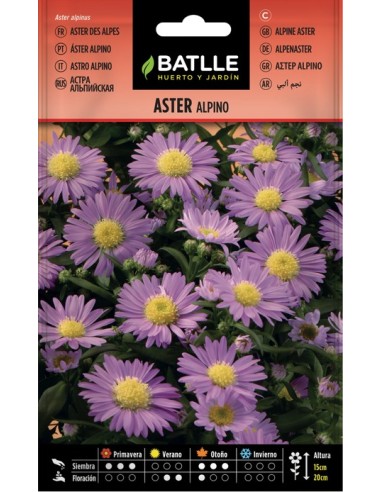 Semillas de Aster Alpino  Flores Resistentes y Coloridas | Endanea Garden

