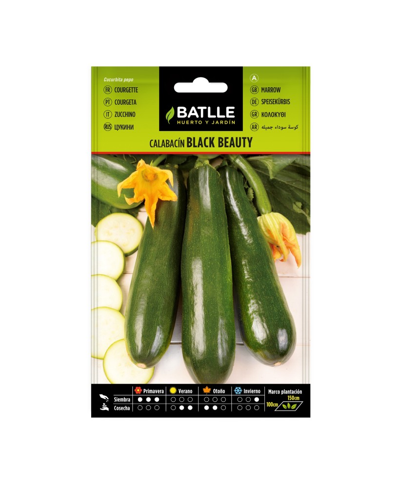 Semilla Calabacín Black Beauty Batlle  Cultiva Calabacines Negros y Sabrosos | Endanea Garden


