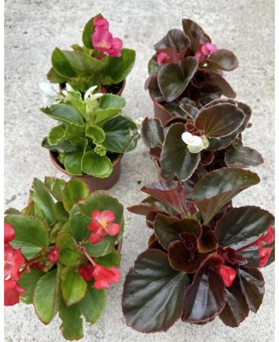 Begonia Semperflora  Planta Perennne con Floración Continua | Endanea Garden

