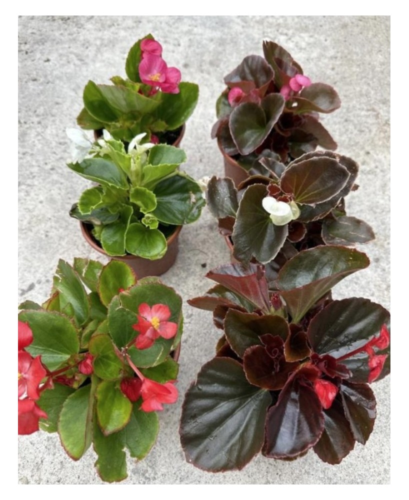 Begonia Semperflora  Planta Perennne con Floración Continua | Endanea Garden

