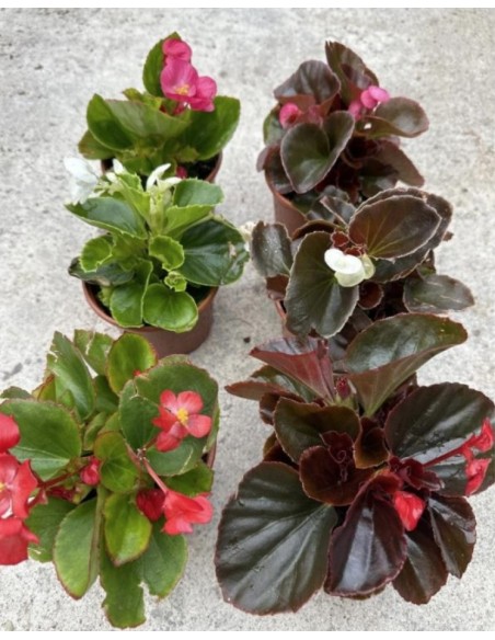 Begonia Semperflora  Planta Perennne con Floración Continua | Endanea Garden

