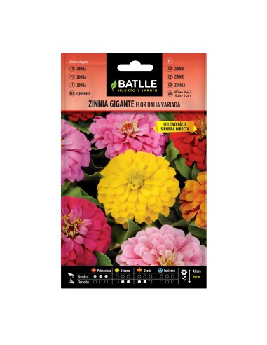 Semillas de Zinnia Gigante Flor Dalia  Flores Grandes y Coloridas | Endanea Garden

