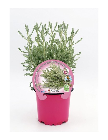Santolina M10.5  Planta Aromática Resistente y Decorativa | Endanea Garden

