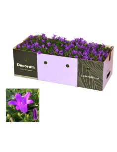 Campanula - Planta Perenne con Flores en Azul, Blanco y Violeta para Jardines e Interiores

