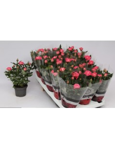 Rosal Beau Monde M10.5  Flores Rosadas, Fragancia y Fácil Mantenimiento

