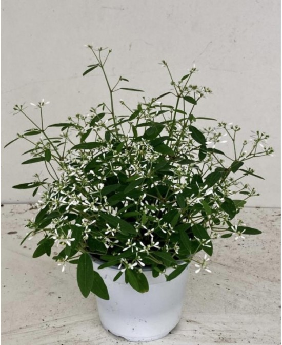 Euphorbia Planta Suculenta de Bajo Mantenimiento para Interior y Exterior | Endanea Garden

