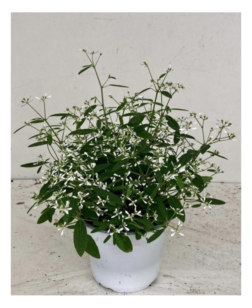 Euphorbia Planta Suculenta de Bajo Mantenimiento para Interior y Exterior | Endanea Garden

