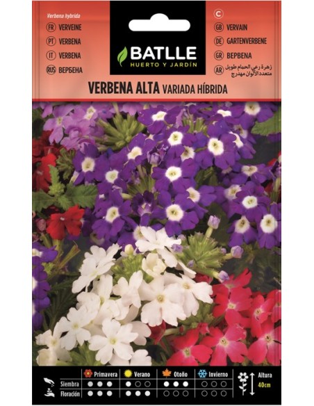 Semillas de Verbena Alta Variada Híbrida  Floración Abundante y Colores Vivos | Endanea Garden

