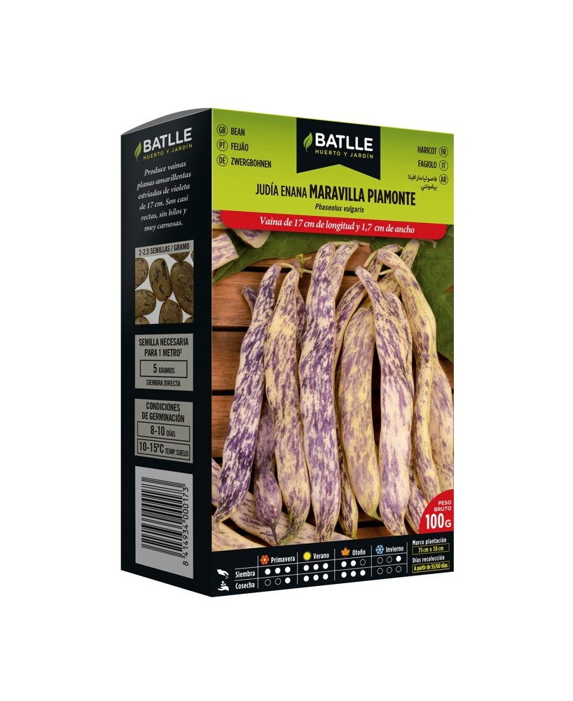 Semilla Judía Maravilla  Alta Cosecha y Fácil Cultivo | Endanea Garden

