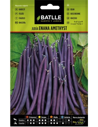 Semilla Judía Enana Violeta Amethyst  Cultivo Fácil y Colorido | Endanea Garden

