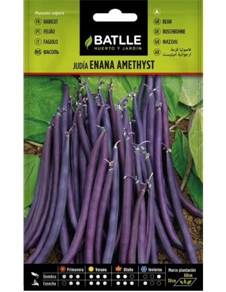 Semilla Judía Enana Violeta Amethyst  Cultivo Fácil y Colorido | Endanea Garden

