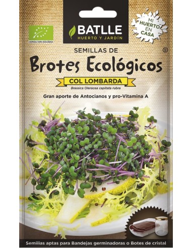 Brotes de Col Lombarda ECO Ecológicos  Frescura y Sabor Natural | Endanea Garden

