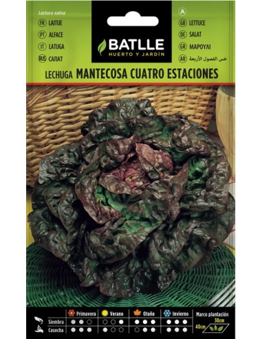 Semilla Lechuga Marv 4 Estaciones  Lechuga Tierna y Resistente Todo el Año | Endanea Garden

