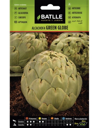 Semilla Alcachofa Green Globe  Cosecha Abundante y Sabor Delicado | Endanea Garden

