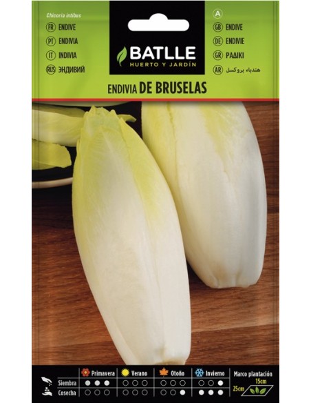 Semilla Endivia Bruselas  Fácil Cultivo y Alta Calidad | Endanea Garden

