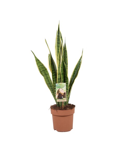 Sansevieria Trifasciata Laurentii Lengua de Suegra planta de interior fácil cuidado y purificadora de aire

