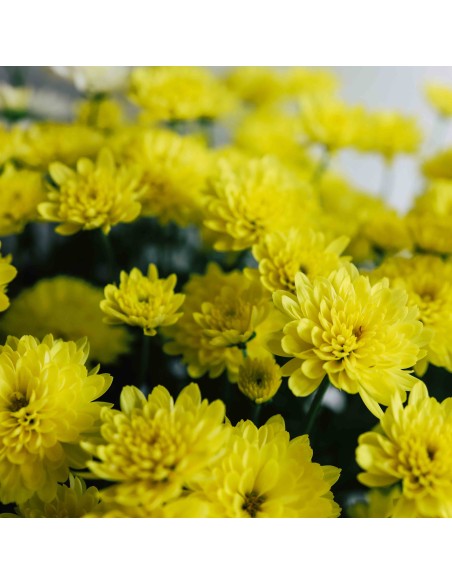 Crisantemo 14CM  Flores Coloridas y Fácil Cuidado | Endanea Garden


