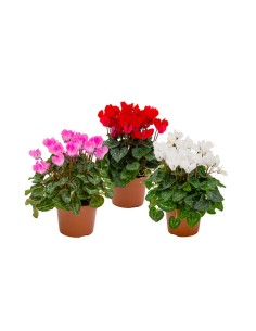 CYCLAMEN INDIAKA VIOLET BICOLOR M10.5