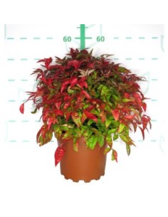 NANDINA DOMESTICA BLUSH PINK 7.5L 30/35