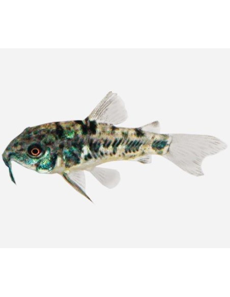 CORYDORA PALEATUS PIMIENTA 2.5-3CM