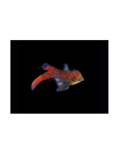 SYNCHIROPUS SPLENDIDUS L