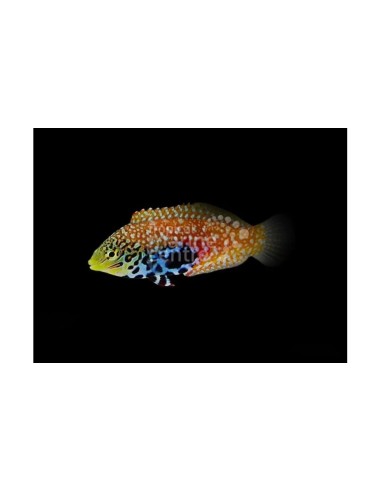 MACROPHARYNGODON BIPARTITUS M