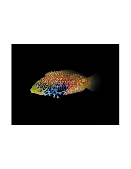 MACROPHARYNGODON BIPARTITUS M