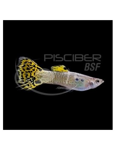 GUPPY MACHO COBRA VERDE 3-4 CM