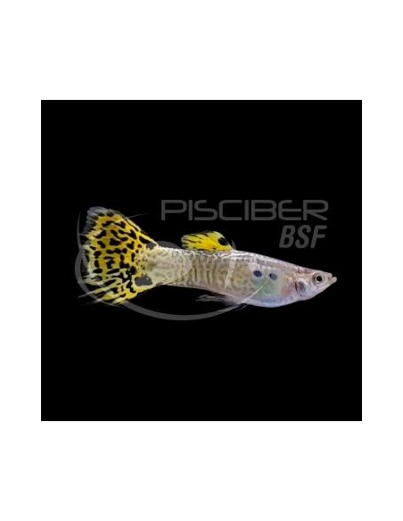 GUPPY MACHO COBRA VERDE 3-3.5 CM