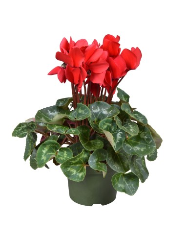 CYCLAMEN  SS ALLURE RED