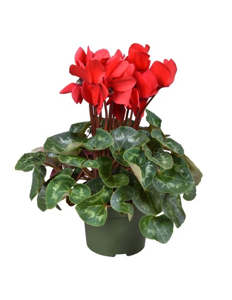 CYCLAMEN  SS ALLURE RED