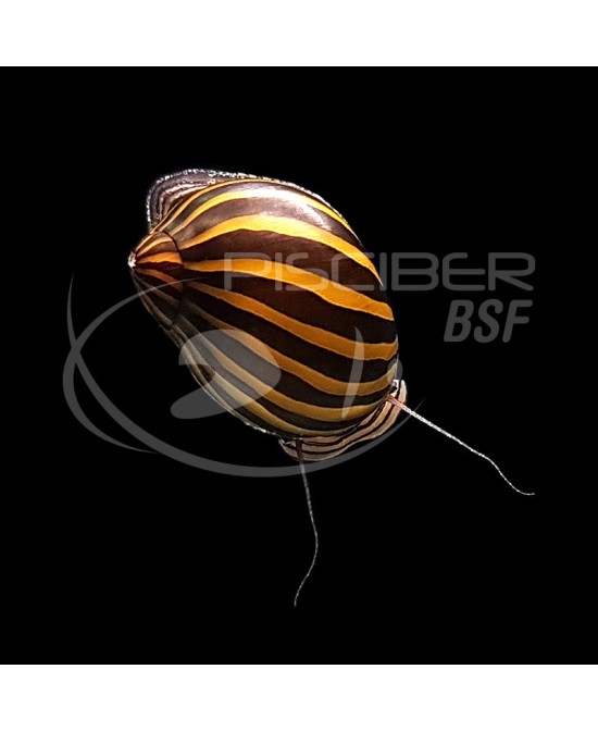 CARACOL ZEBRA