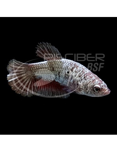 BETTA HEMBRA PLAKAT DRAGON METALIZADO