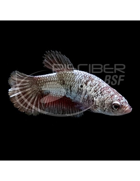 BETTA HEMBRA PLAKAT DRAGON METALIZADO