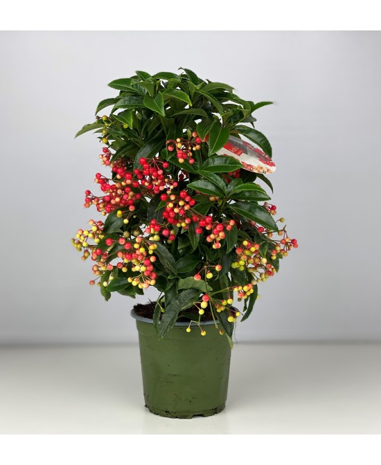 Ardisia Planta de Interior - Bayas Rojas y Hojas Brillantes | Endanea Garden

